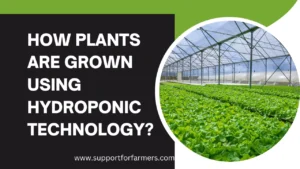 How Plants Are Grown Using Hydroponic Technology