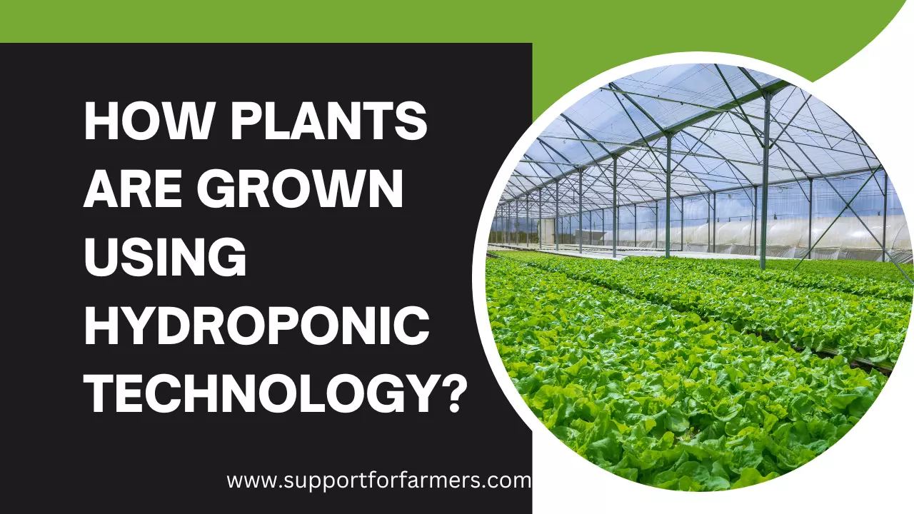 How Plants Are Grown Using Hydroponic Technology