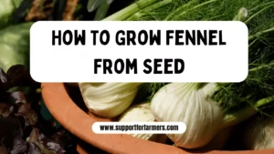 How To Grow Fennel From Seed