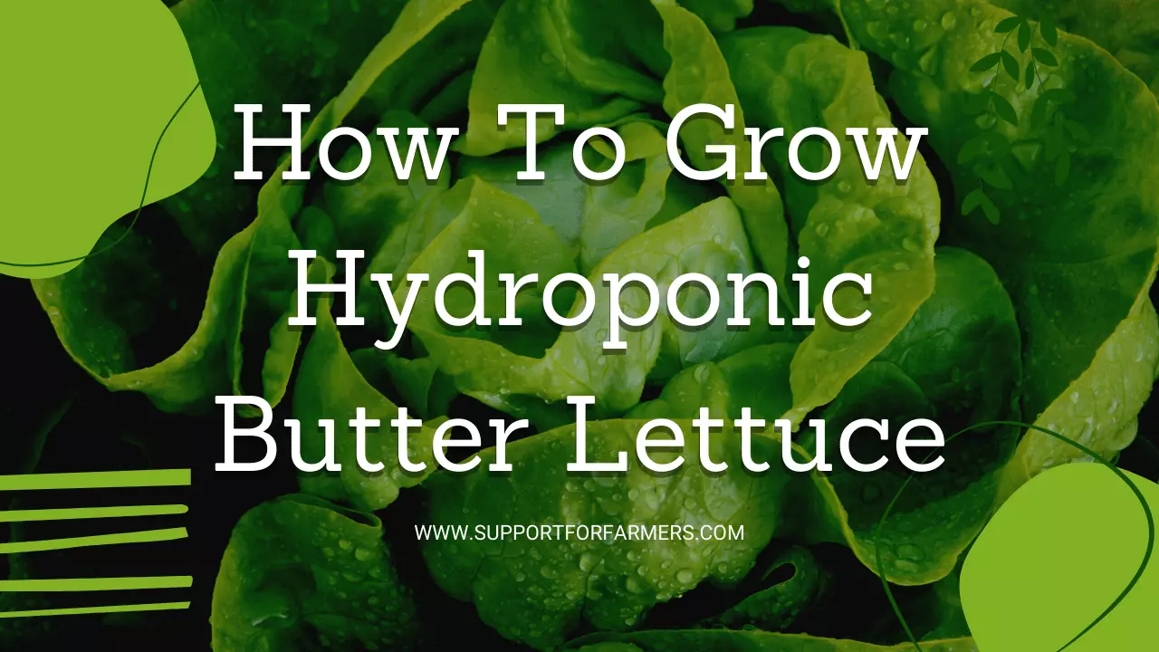 How To Grow Hydroponic Butter Lettuce