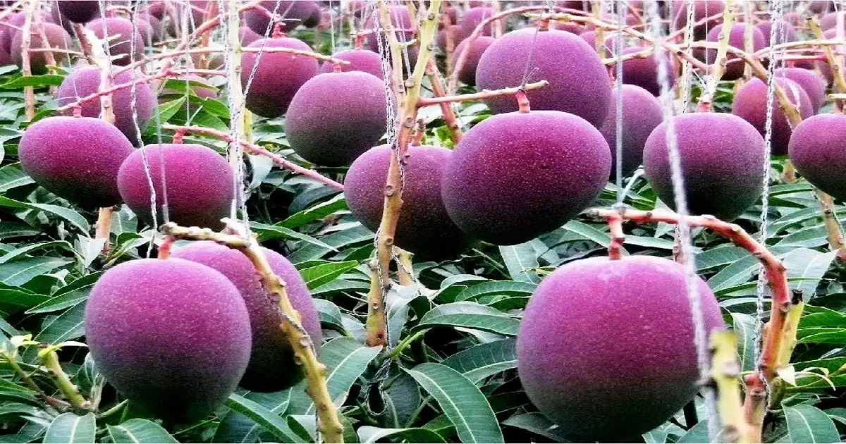 Mango Farming, Cultivation, Types & Benefits: A Comprehensive Guide ...