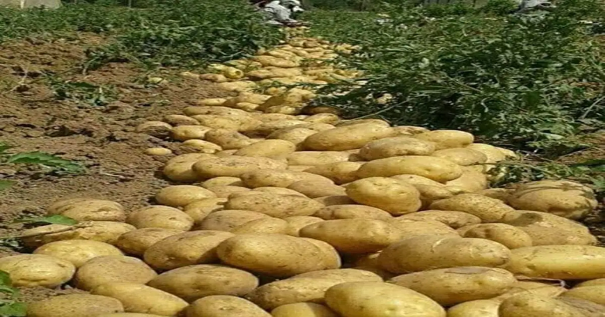 Potato Harvesting