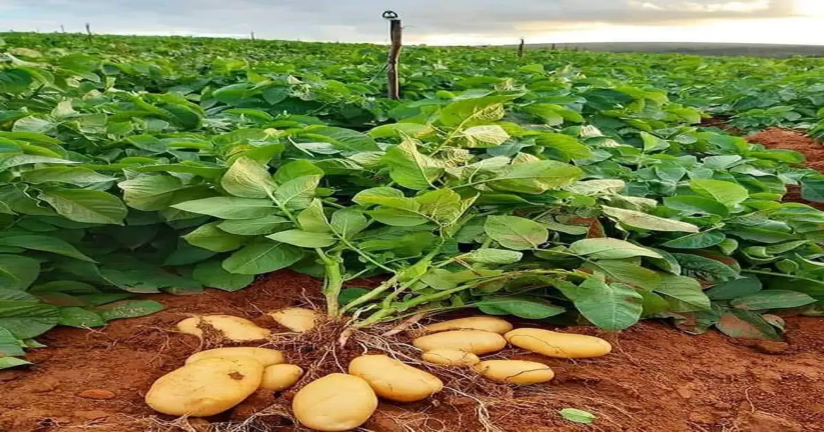 Potato Planting