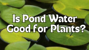 Is Pond Water Good for Plants