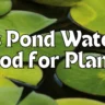 Is Pond Water Good for Plants